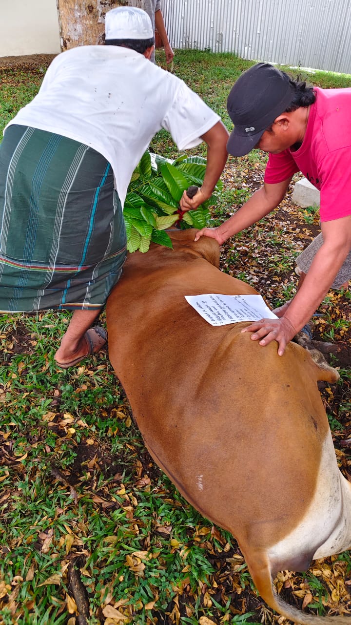 qurban pttun 1